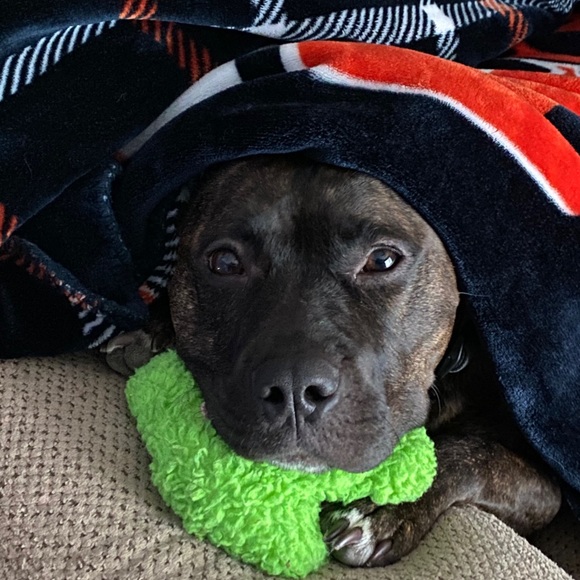 Meet your Posher, Patrick - Picture 1 of 1